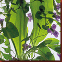 baerlauch_knoblauch_lauch_teaser baerlauch_knoblauch_lauch_teaser